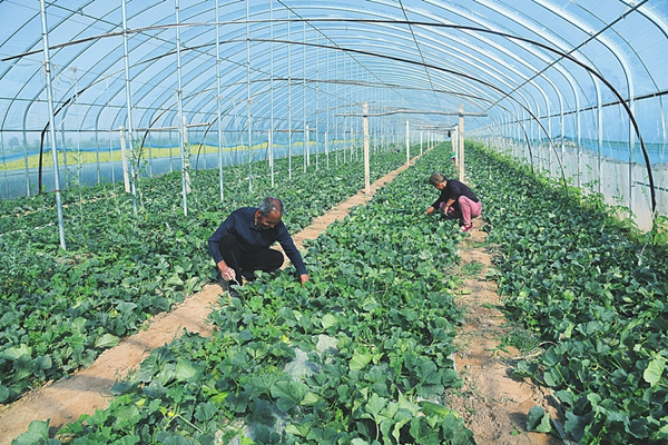 Shanxi achieves iterative upgrades in specialty agriculture